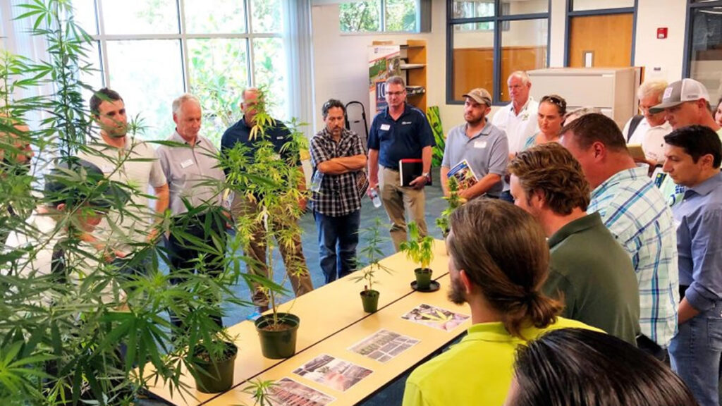 Congress Redefines Hemp: CBD & THC Industry Faces Ban Hemp Redefinition, CBD Ban